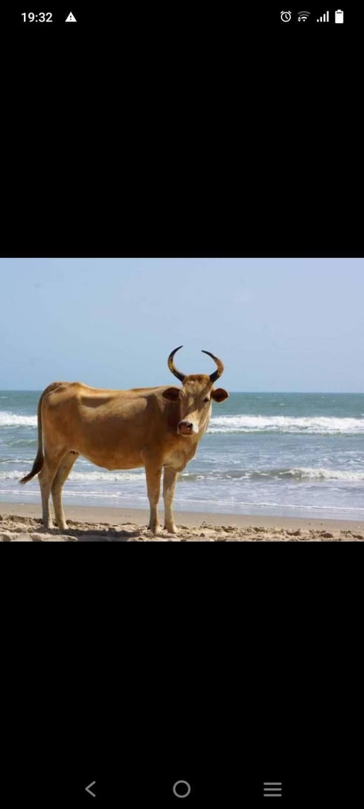 Вілла Chez Bethy & Baboulaye Jungle Et Ocean Abeme Екстер'єр фото