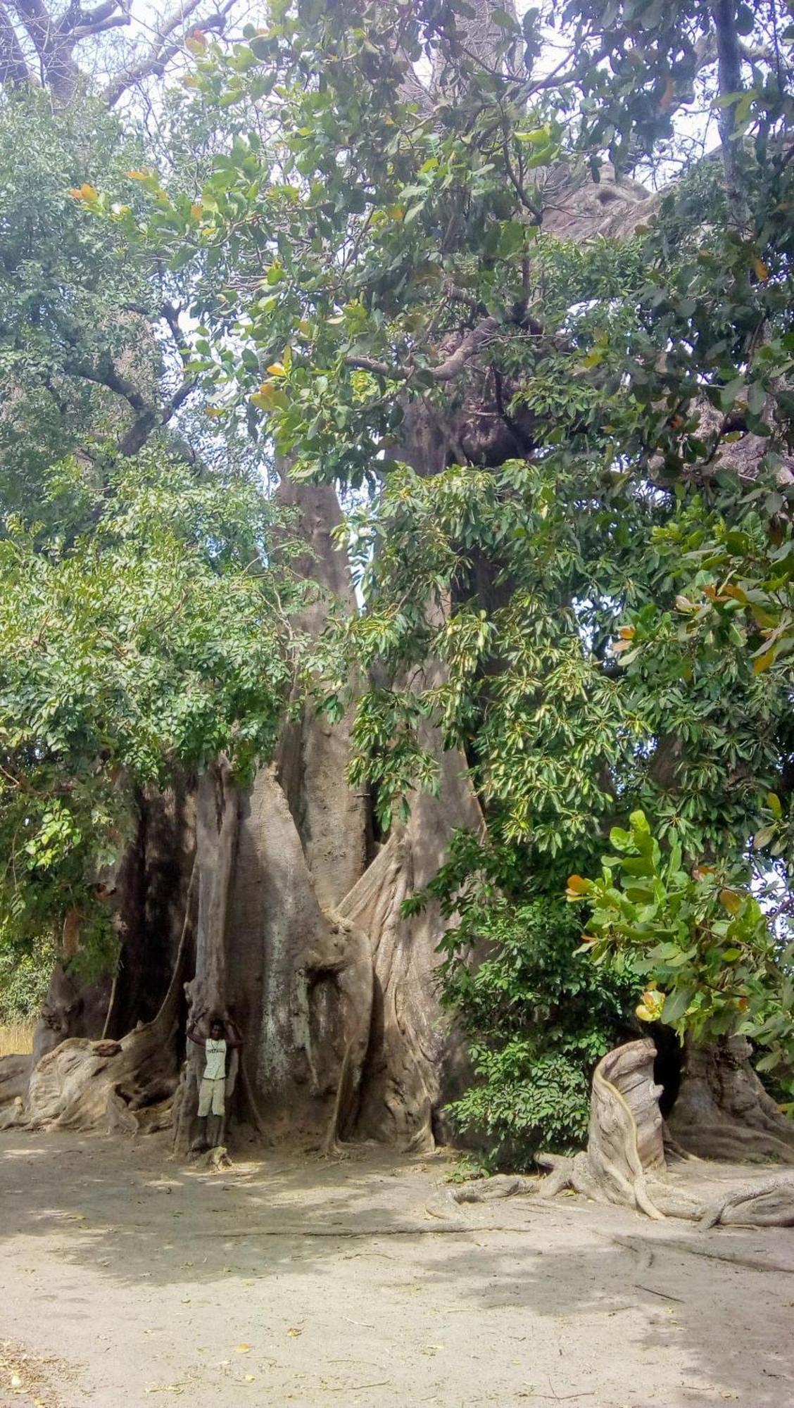 Вілла Chez Bethy & Baboulaye Jungle Et Ocean Abeme Екстер'єр фото